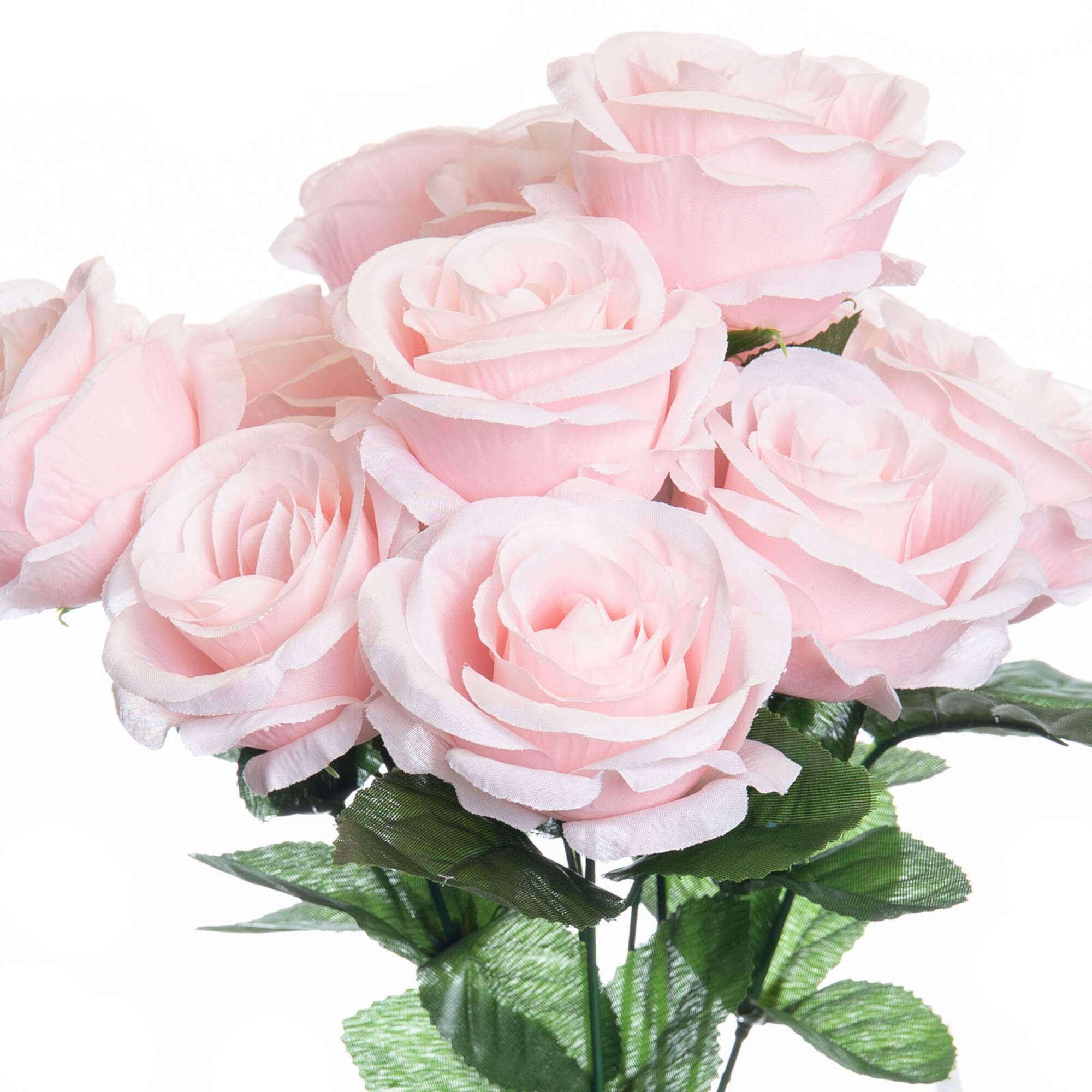 Pink Rose Bush by Ashland